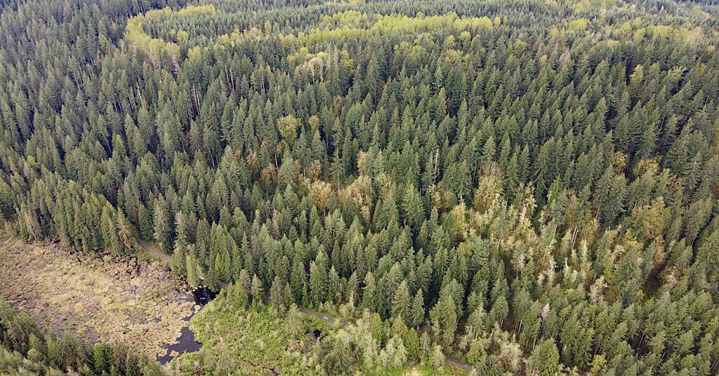 Joshua Wright / Aberdeen Daily World
A King County court halted the Wishbone Timber Sale in 2024. On Oct. 31, the state Department of Natural Resources argued its appeal on the decision.