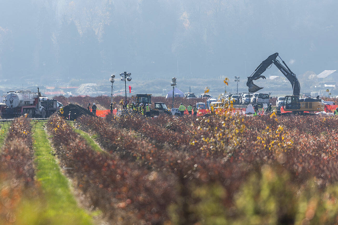An excavator moves a large bag at the site of a fuel spill on a farm on Nov. 19, 2025 in Everett, Washington. (Olivia Vanni / The Herald)