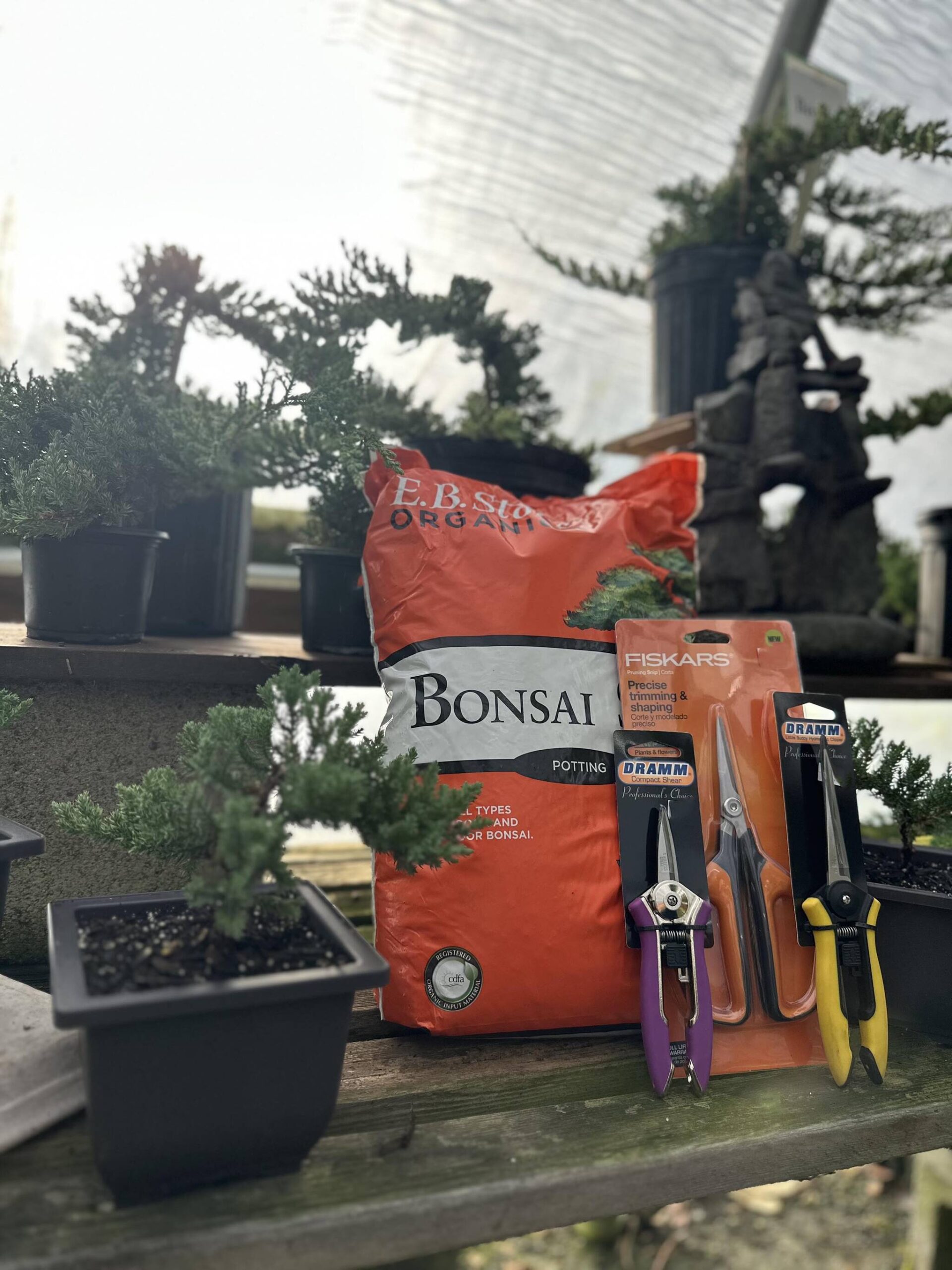 Excellent bonsai specimens can be found as gifts, for growing either indoors or outdoors. Including the appropriate soil and tools to care for it is a nice touch. (Sunnyside Nursery)