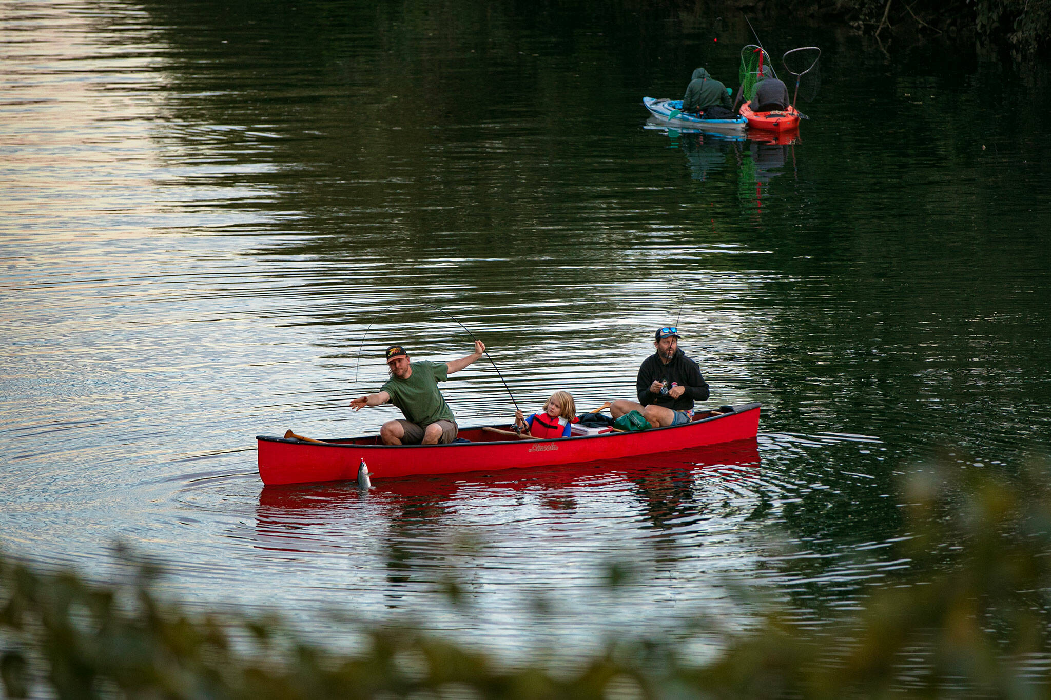 Ryan Berry / The Herald
A man hauls in a fish as anglers fish from canoes for pink salmon during the opening week of salmon season on the Snohomish River on Sep. 5, 2023, in Snohomish,