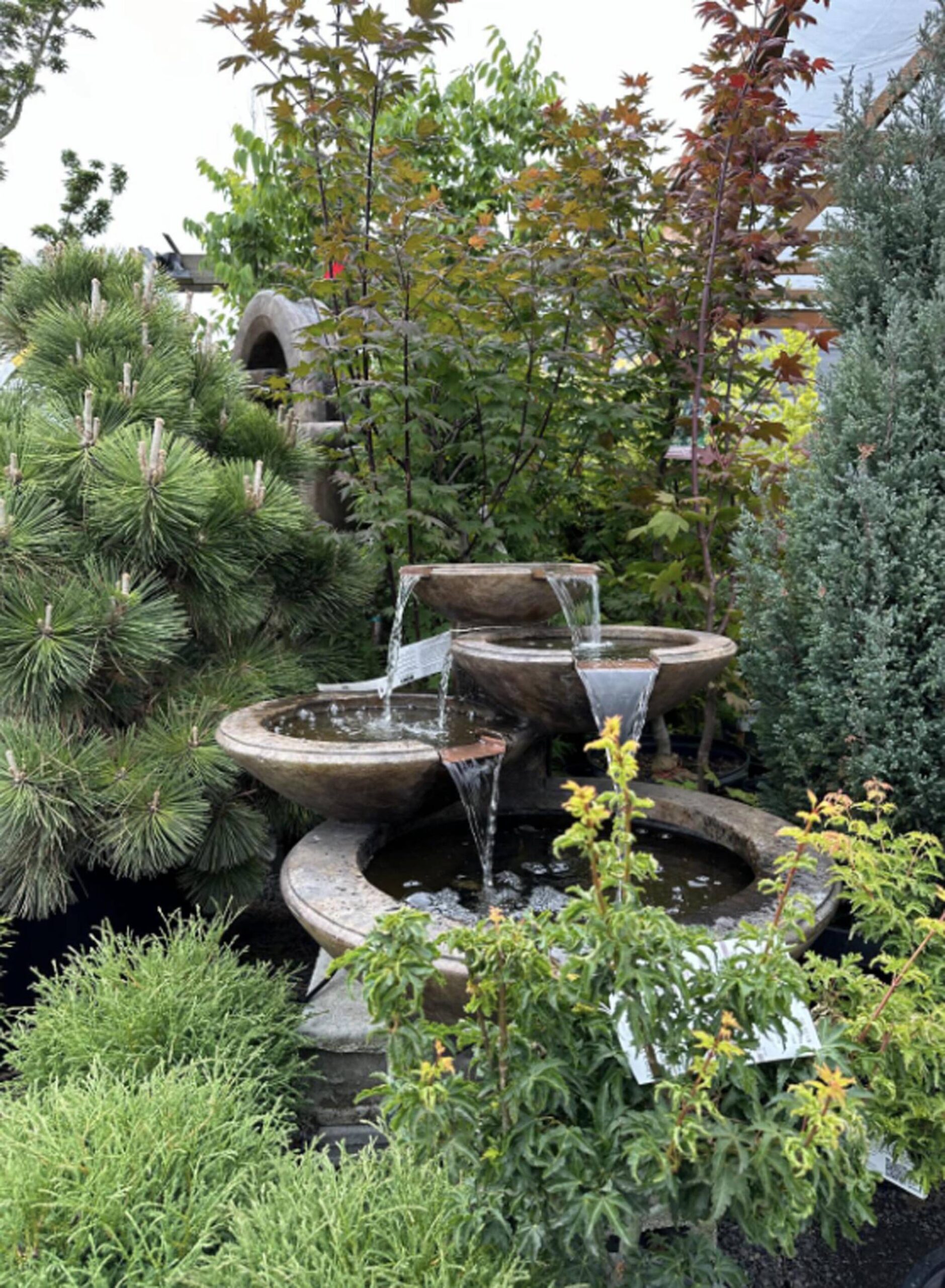 Our “Evergreen State” of Washington filled with native conifers like Douglas Fir, Western Hemlock and Red Cedar, among others. (Sunnyside Nursery)