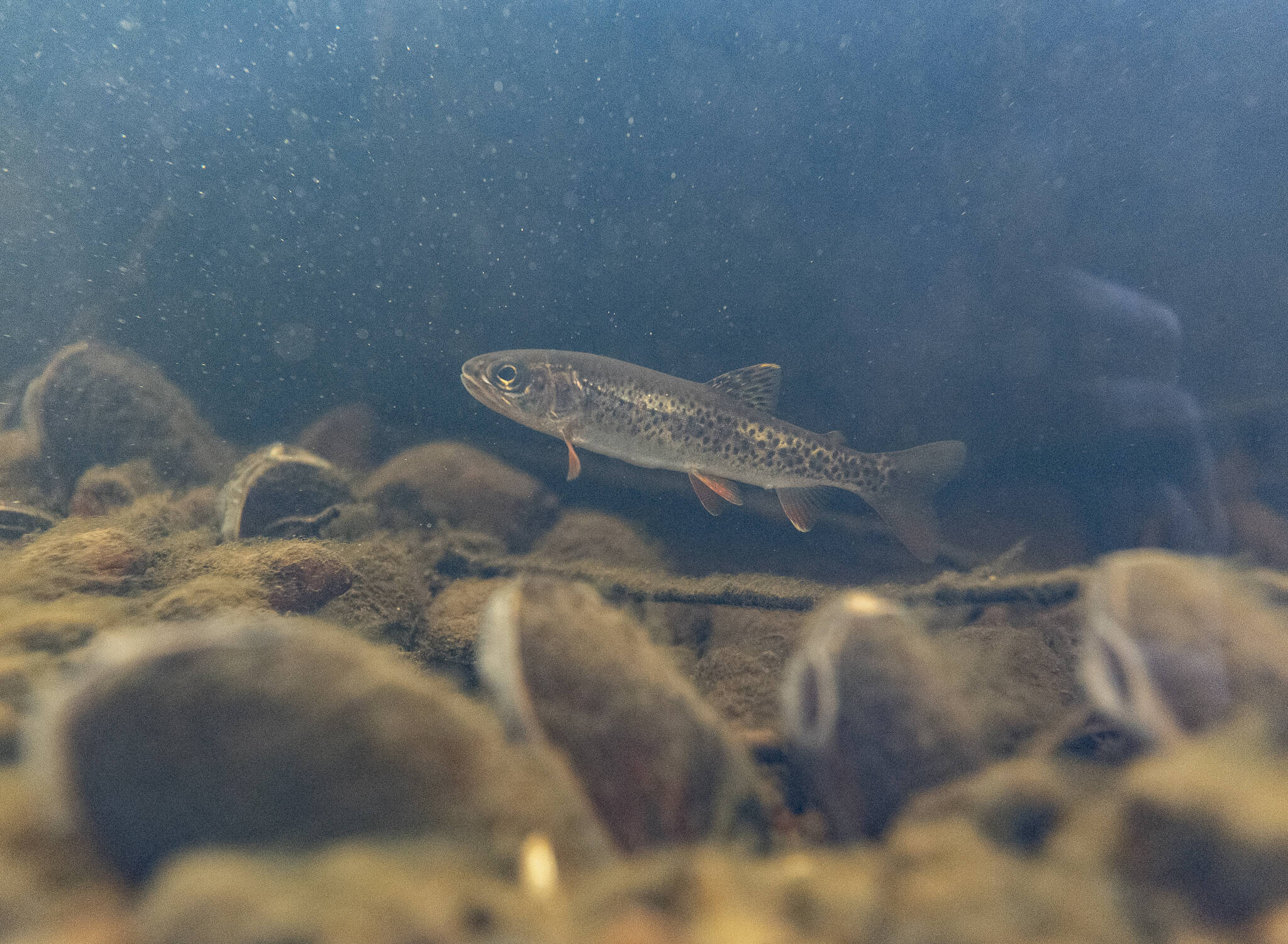 The Climate Commitment Act, passed by the Legislature in 2021, is designed to reduce pollution to 95% of 1990 levels by 2050. (Olivia Vanni / The Herald)