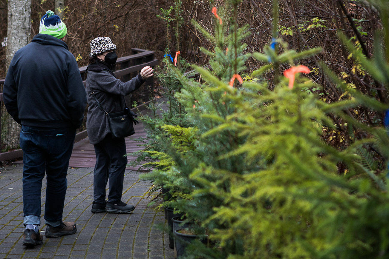 Brian Loomis and Michelle Moch browse for a live Christmas tree from Adopt A Stream on Tuesday, Dec. 7, 2021 in Everett, Wa. (Olivia Vanni / The Herald)