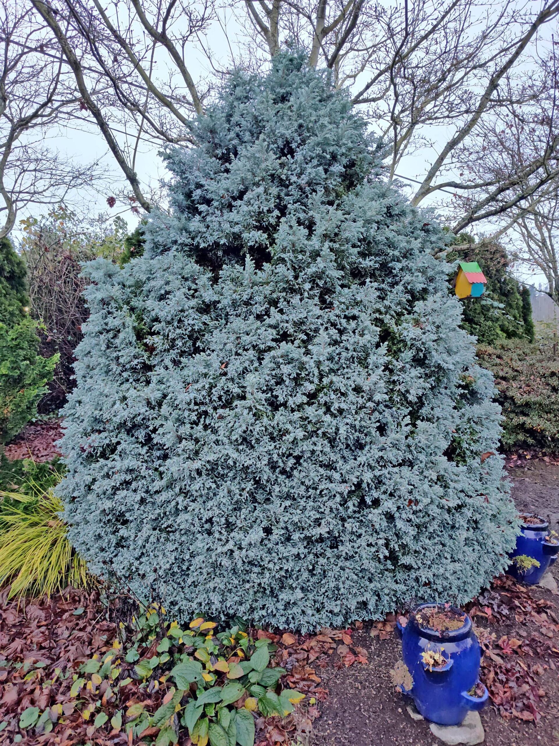 Curly Tops Cypress (Chamaecyparis pisfiera), a modern version of the old Boulevard Cypress, is one I chose years ago and still enjoy. Great blue color and interesting twisted needles add texture to boot. This is a smaller grower, maturing to perhaps 10-feet tall and 8-feet wide, but it will take some shearing if needed. (Sunnyside Nursery)