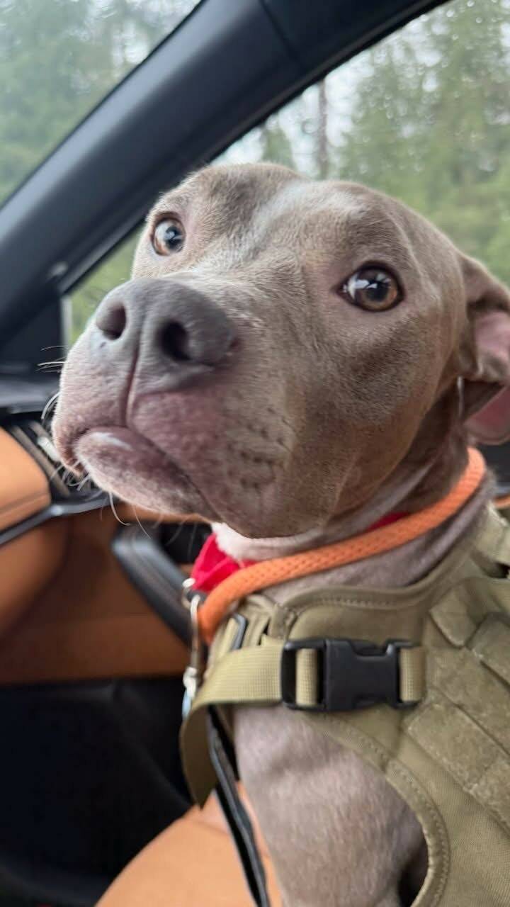 Binny, a pit bull rescued from a dumpster, goes on a field trip with Officer Kargopoltseva, who rescued her in November in Everett. (Everett Police Department)