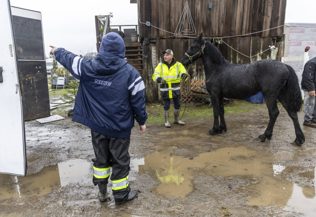Jesus Luna and his son Diego Luna move their horses to trailers as they evacuate their property on Ebey Island on Wednesday, Dec. 10, 2025, in Everett, Washington. (Olivia Vanni / The Herald)
