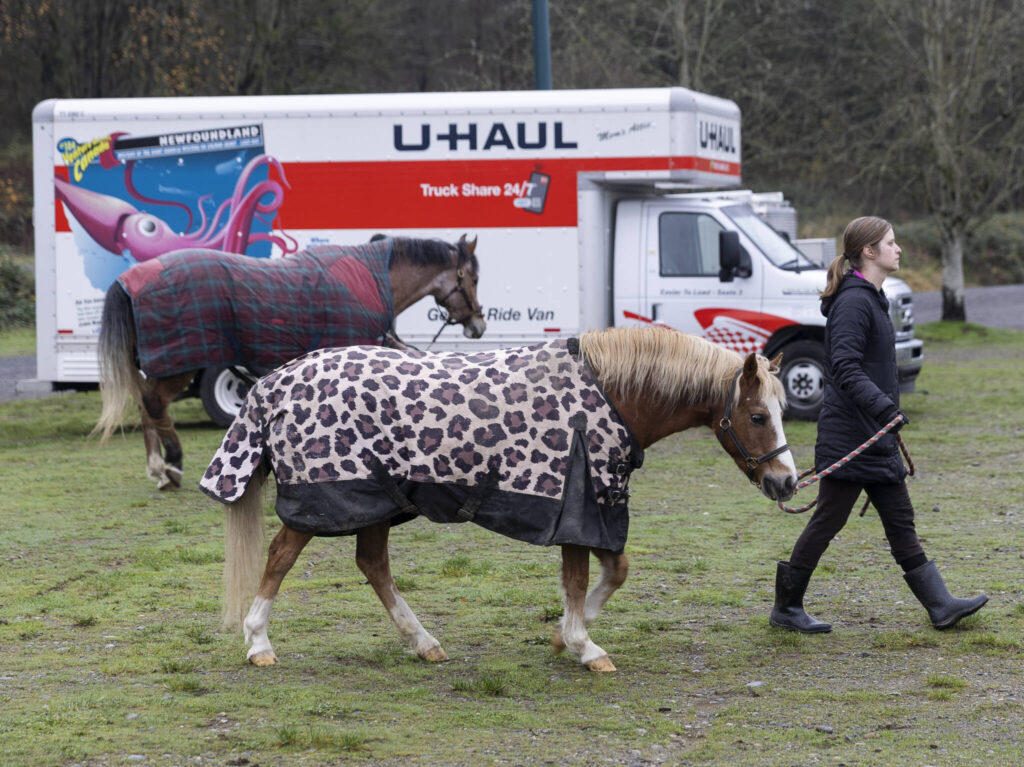 Annika Major walks Mitch past trailers and trucks at the Evergreen State Fairgrounds emergency stabling after evacuating animals from Ebey Island on Friday, Dec. 12, 2025 in Monroe, Washington. (Olivia Vanni / The Herald)
