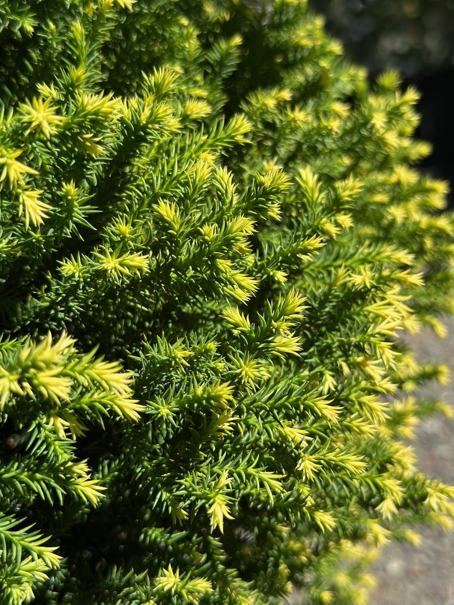 Annasophia Robb - Desktop Wallpapers, Phone Wallpaper, PFP, Gifs, and More!, image size:1920x2560