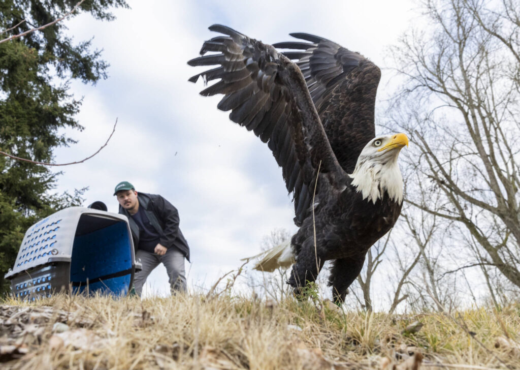 PAWS Wildlife Naturalist Anthony Denice releases a rehabilitated male bald eagle at Lake Ballinger on Tuesday, Feb. 4, 2025, in Mountlake Terrace, Washington. (Olivia Vanni / The Herald)
