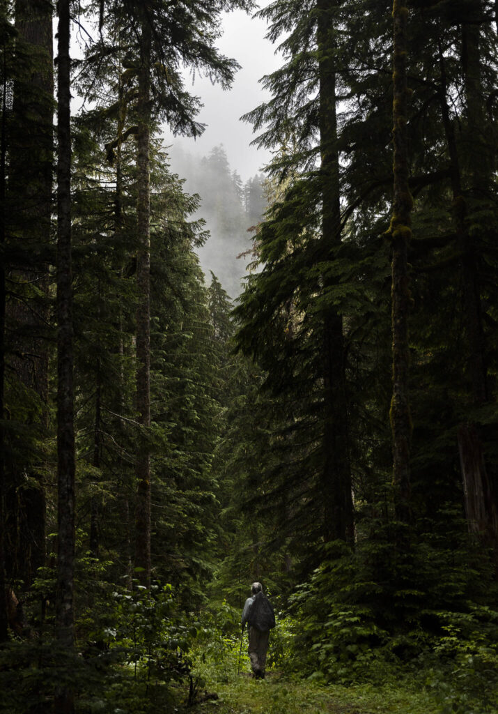 Forest Practices Chair Kathy Johnson walks through vegetation growing along a CERCLA road in the Mt. Baker-Snoqualmie National Forest on Thursday, July 10, 2025, in Granite Falls, Washington. (Olivia Vanni / The Herald)

