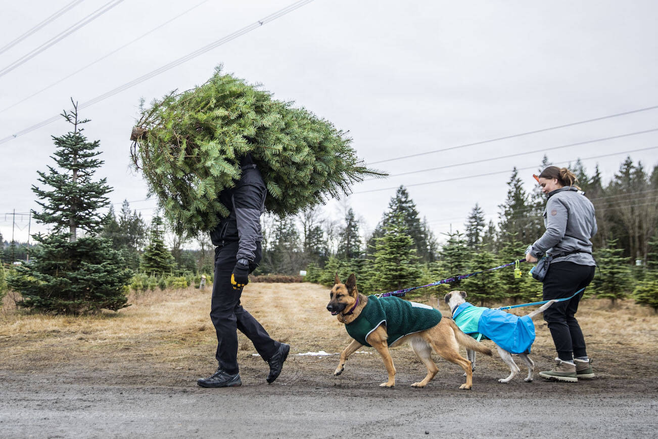 Anthony Parra carries a tree over his shoulder at Pilchuck Secret Valley Tree Farm on Monday, Dec. 5, 2022 in Arlington, Washington. (Olivia Vanni / The Herald)