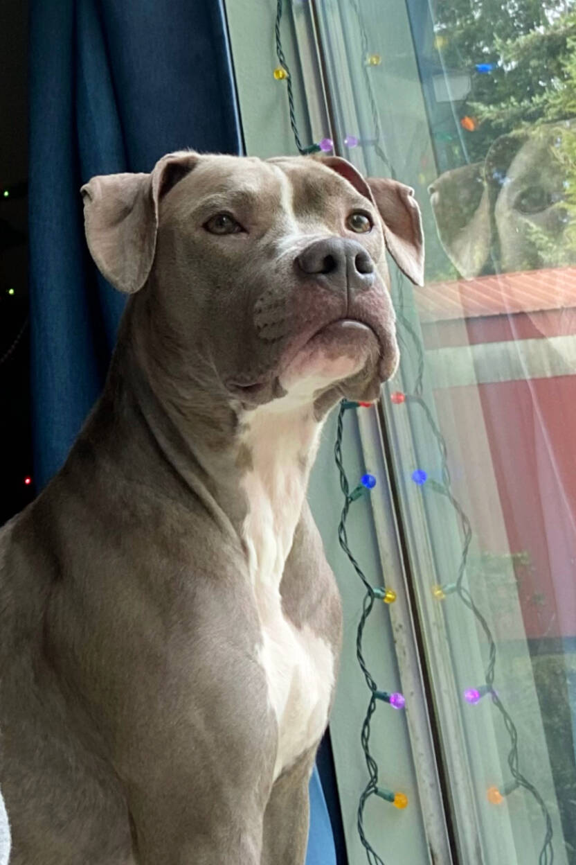 Maisey, formerly known Binny, looks out the window of her new home. (Photo provided)