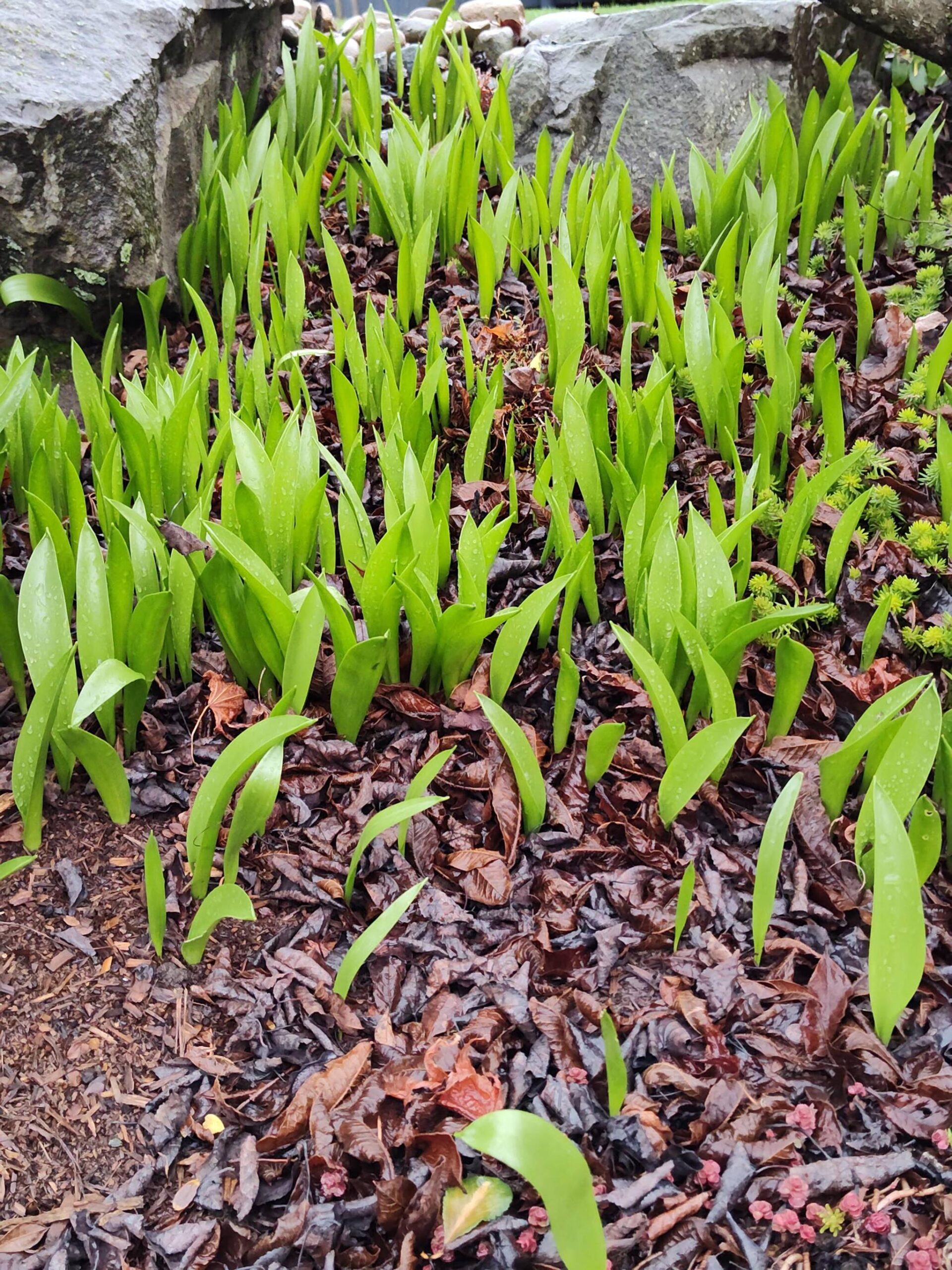 Tulips popping up a month early. (Sunnyside Nursery)
