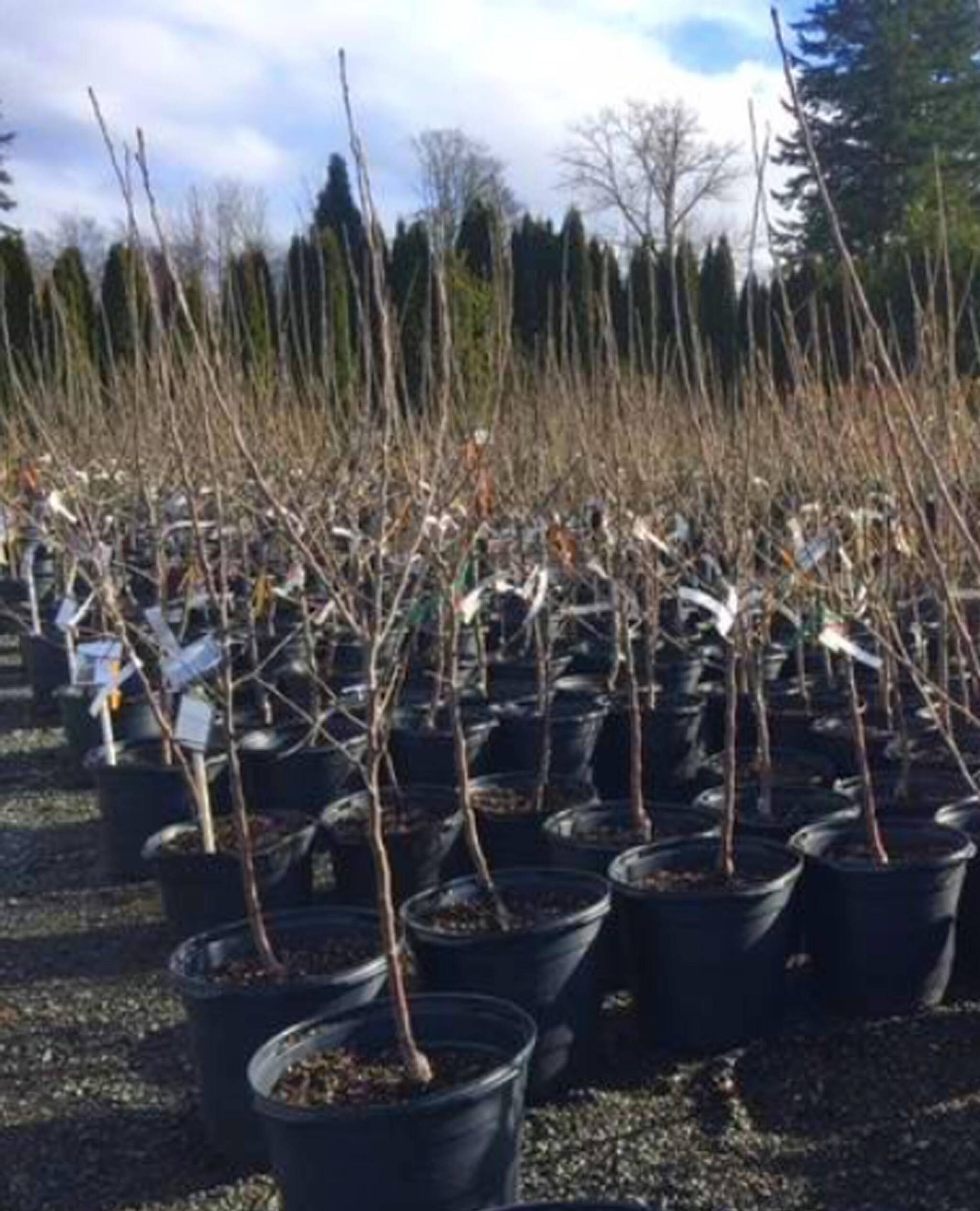 Fruit trees in January in the nursery. (Sunnyside Nursery)