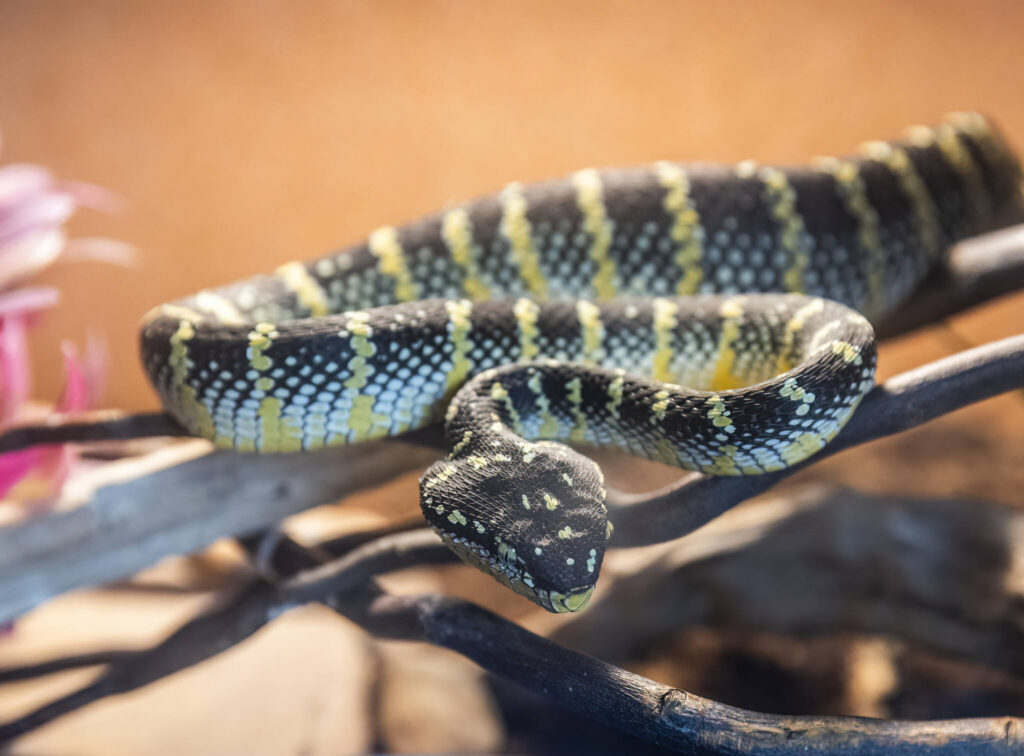 A wagler’s pit viper named Ekans rests on a stick in an enclosure at the Reptile Zoo on Aug. 19, 2025 in Monroe, Washington. (Olivia Vanni / The Herald)
