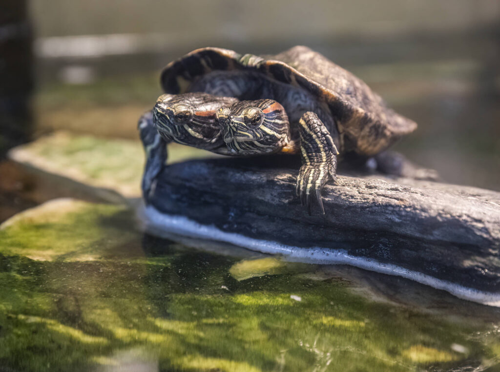 A two-headed red eared slider named Pete and Repete rests on a rock in their enclosure at the Reptile Zoo on Aug. 19, 2025 in Monroe, Washington. (Olivia Vanni / The Herald)
