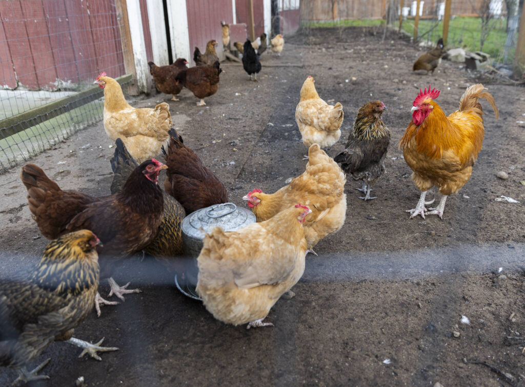 Chickens walk around their pen on the farm that is adjacent to Nattress&rsquo; Orchard Kitchen on Monday, Jan. 26, 2026 in Langley, Washington. (Olivia Vanni / The Herald)
