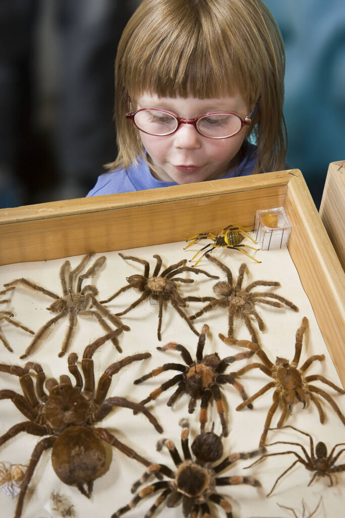 A girl admires spiders at Insect Safari, a summer program at the Freeland Library, in June 2008. (David Welton)
