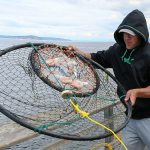 Jesus Gomez throws out his baited cage for crabbing in July 2015 on Edmonds&rsquo; 944-foot fishing pier. Crabbing should have another good run this season. (Kevin Clark / The Herald)