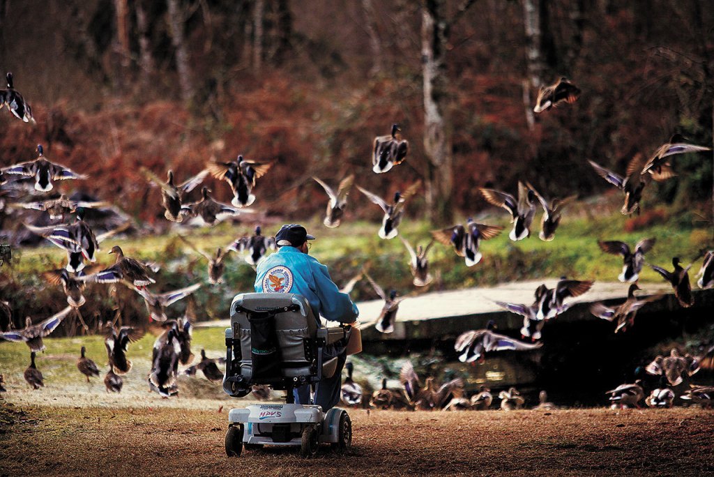 Pearl Harbor Survivor Walter Bailey who passed away May 27, enjoyed feeding cracked corn to the wild Mallard ducks that gathered for him, just outside his home. This photo was taken on December 4, 2013. (Dan Bates / The Herald)