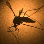 Snohomish County has its first confirmed case of Zika virus