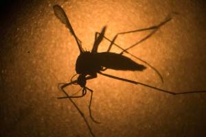 Snohomish County has its first confirmed case of Zika virus
