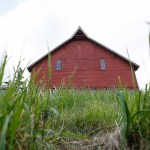 Diners are given the opportunity to eat an organic five-course meal made with locally grown food at the Farm Dinners offered at Kristoferson Farm on Camano Island. (Ian Terry / The Herald)
