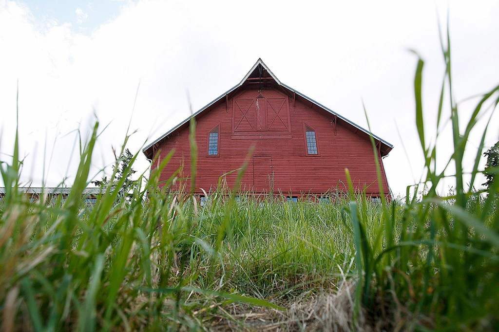 Diners are given the opportunity to eat an organic five-course meal made with locally grown food at the Farm Dinners offered at Kristoferson Farm on Camano Island. (Ian Terry / The Herald)