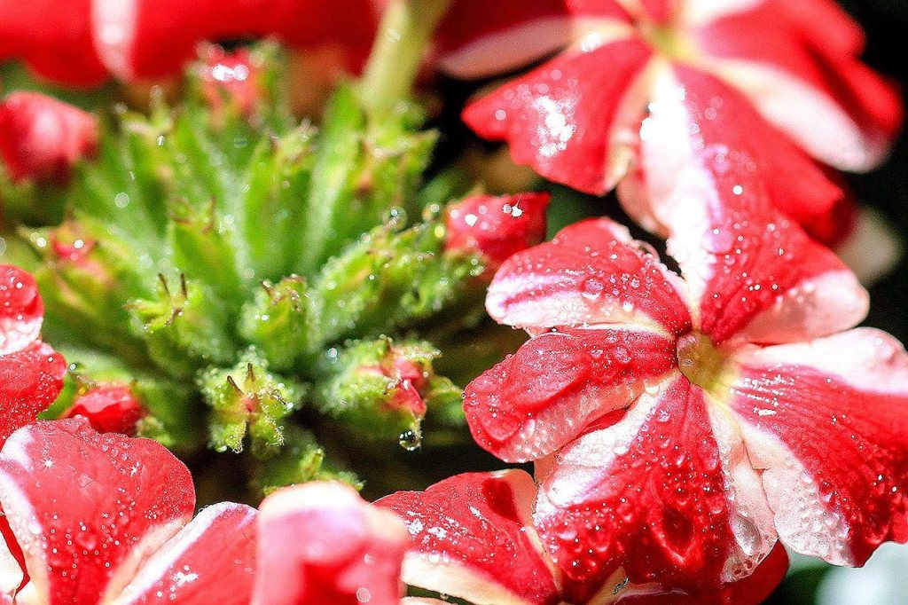 Blooms add bright color to the garden of Michael and Gary Crawford in Mill Creek. (Kevin Clark / The Herald)