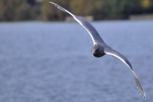 Everett port’s hanging-seagull scheme troubles birdwatchers