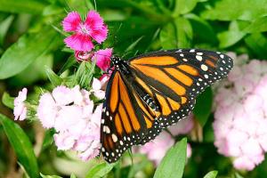 Worth The Drive: butterfly garden, silver screen symphony