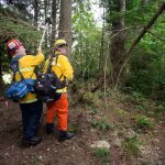 Snohomish County Fire District 26 Lt. Scott Coulson shields volunteer firefighter Schuyler Murphy from the limbs of a falling tree as they create &ldquo;defensible space&rdquo; during practice for the wildfire season on Wednesday in Gold Bar. (Andy Bronson / The Herald)