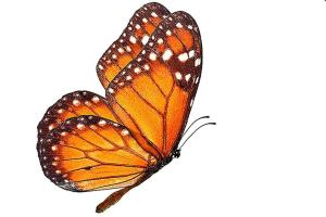 Here’s your chance to name Woodland Park Zoo’s new butterflies