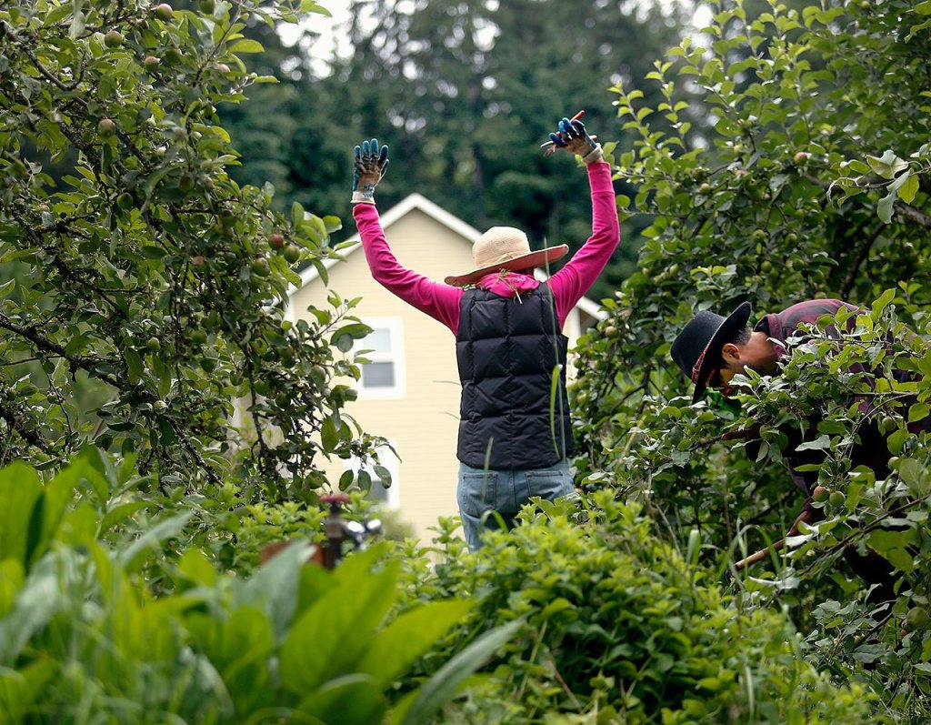 Songaia resident, Laura Klepfer, 62, stretches her arms after a lot of bending over while thining a garden area.(Dan Bates/The Herald)
