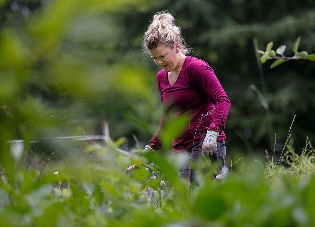 Stacey Williams, from South Australlia, is at Sangaia working with youth in the Right of Passage program. She is also happy for the opportunity to work and learn the organic gardening methods at Songaia, she said. (Dan Bates/The Herald)