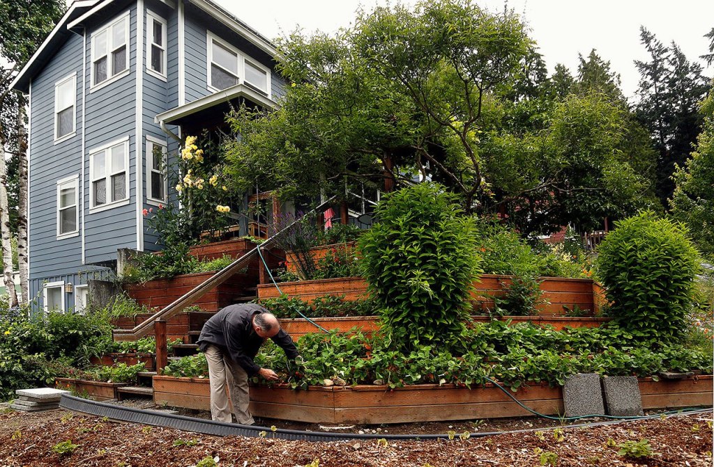 Brian Bansenauer picks some strawberries in a terraced garden outside his half of a duplex at Songaia. (Dan Bates/The Herald)