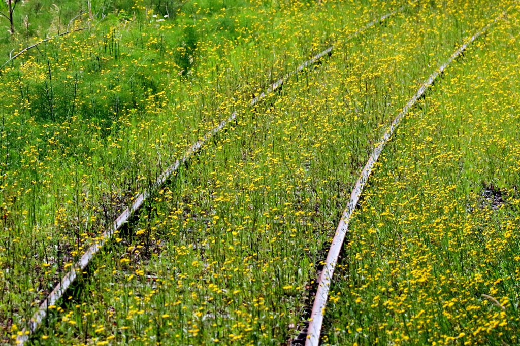 The track for the Woodinville to Snohomish run. (Kevin Clark / The Herald)