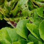 July is time to take stock of your garden