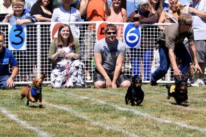 Marysville’s Poochapalooza celebrates all things dog