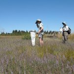 Linda Gilbert (left) and Alison Center participate in the North American Butterfly Association count in the wetlands of west Eugene, Oregon, on July 2. The count can be used by scientists to establish the range of butterflies and the characteristics of their habitat. (Kylie Juggert/The Register-Guard via AP)