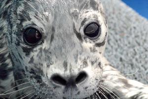 Leave seal pups alone, wildlife center in Lynnwood urges