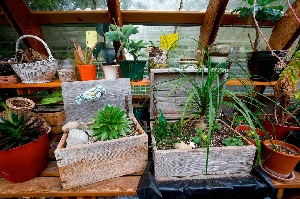 Plants rest in artistic boxes in a greenhouse shed at the home of Deb Taylor and Ken Morrison in Edmonds. (Andy Bronson / The Herald)