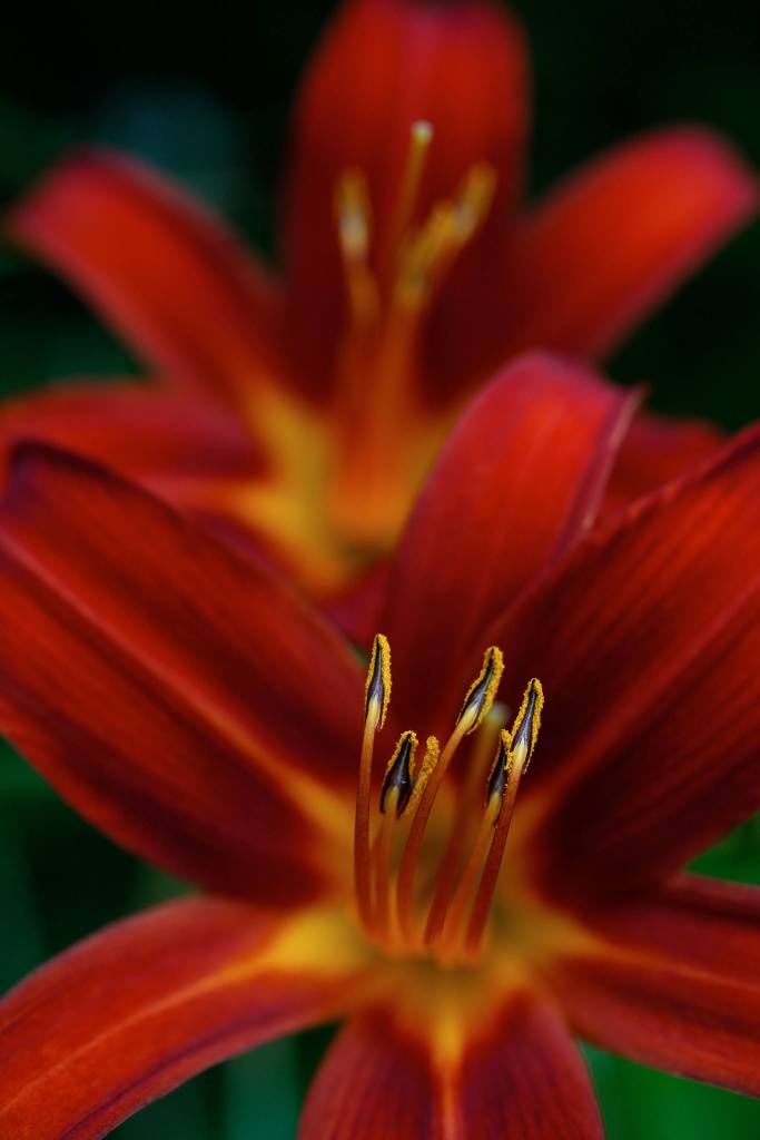 Day Lilies at the home of Deb Taylor and Ken Morrison, which will be part of the Edmonds in Bloom Garden Tour. (Andy Bronson / The Herald )