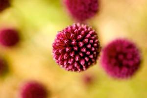 Gallery: Edmonds in Bloom Garden Tour