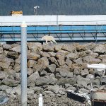 A mountain goat wanders Saturday in Seward, Alaska. The goat jumped into the ocean to get away from crowds snapping its picture, and the animal drowned when it couldn&rsquo;t get back to land because of the crush of people on shore. (Patrice Fero via AP)