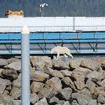 Goat drowns trying to escape Alaska crowds taking its photo