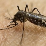 CDC, Florida probing possible Zika case from Miami mosquito