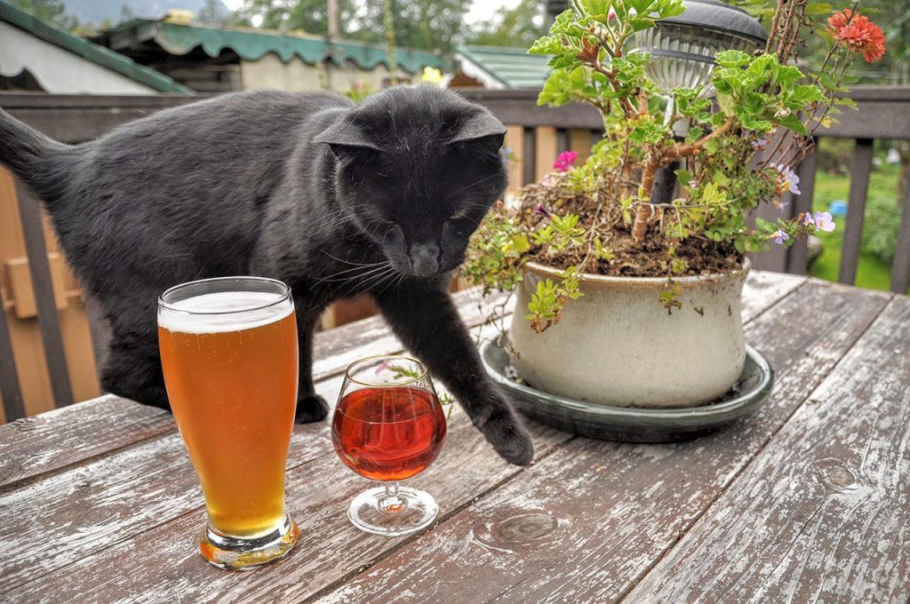 Black Cat at Mt. Index Brewery may come greet you while you&rsquo;re enjoying a beer. (Brandon Fralic / For The Herald)