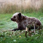 Wildlife officials seek Grizzly that killed mountain-biker