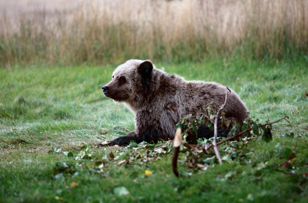 Wildlife officials seek Grizzly that killed mountain-biker